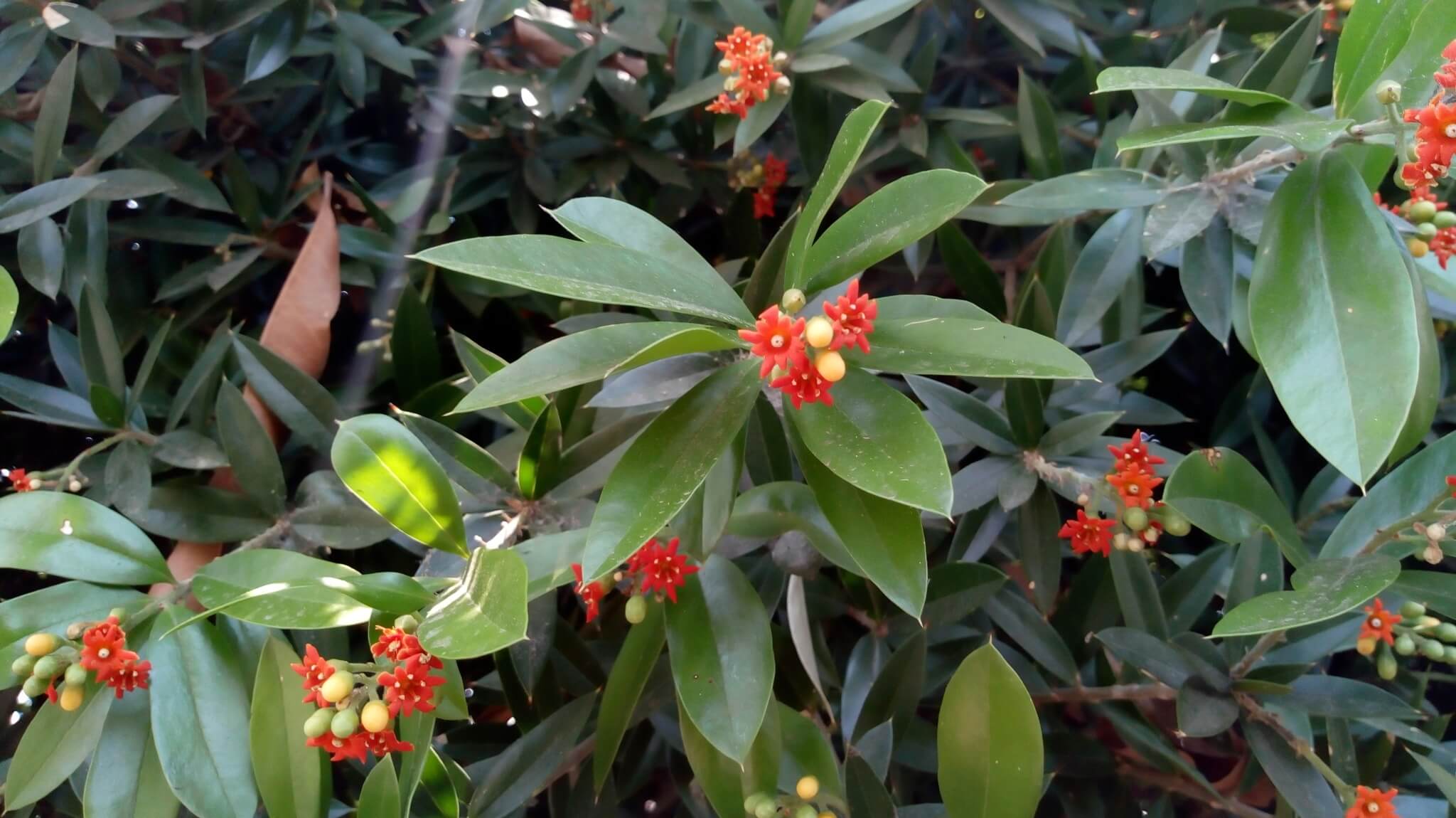 Bonellia macrocarpa 